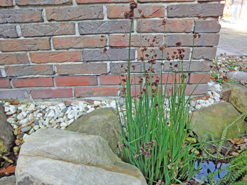 Juncus ensifolius - Zwergbinse